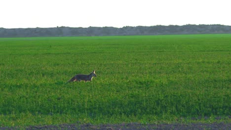 Fox-Está-Corriendo-En-El-Campo-De-Hoja-Perenne-De-Cáñamo-Industrial-Durante-El-Día