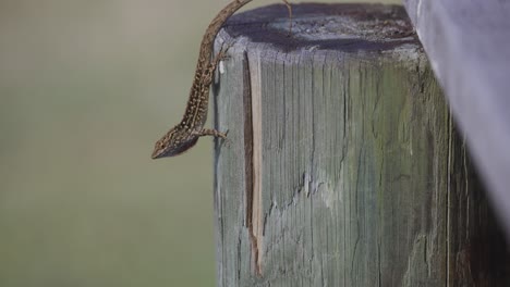 Lagarto-Anole-Marrón-Cubano-Mostrando-Un-Abanico-De-Garganta-Como-Llamada-De-Apareamiento-En-Florida