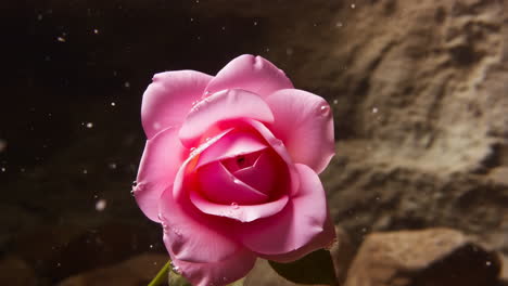 rosa con gotas de agua