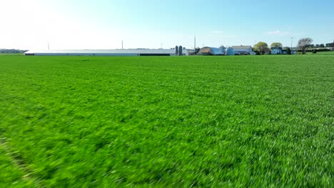 Hovering-over-lush-green-farmland-with-modern-dairy-barns-in-backdrop