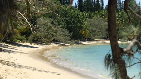 Rack-focus-shot-of-Kanumera-Beach-on-Isle-of-Pines-through-tree-branches