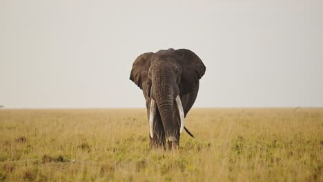 Toma-En-Cámara-Lenta-De-Cinco-Grandes-Elefantes-Pastando-En-Pastos-En-Las-Llanuras-De-Sabana-De-Masai-Mara,-Fauna-Africana-En-La-Exuberante-Reserva-Nacional-De-Masai-Mara,-Kenia,-Animales-De-Safari-De-áfrica-En-Masai-Mara