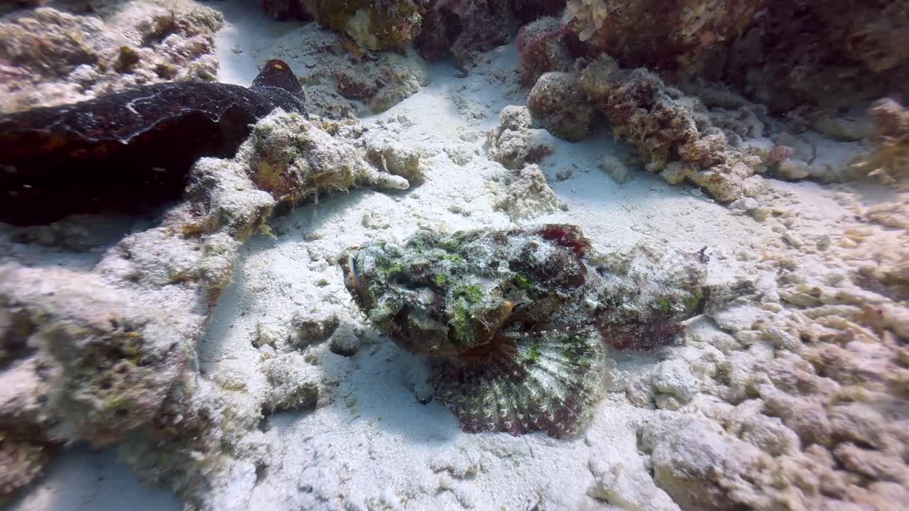 Scatto subacqueo di uno scorfano diavolo (Scorpaenopsis diabolus) vicino all'isola di Mnemba, Zanzibar, Tanzania