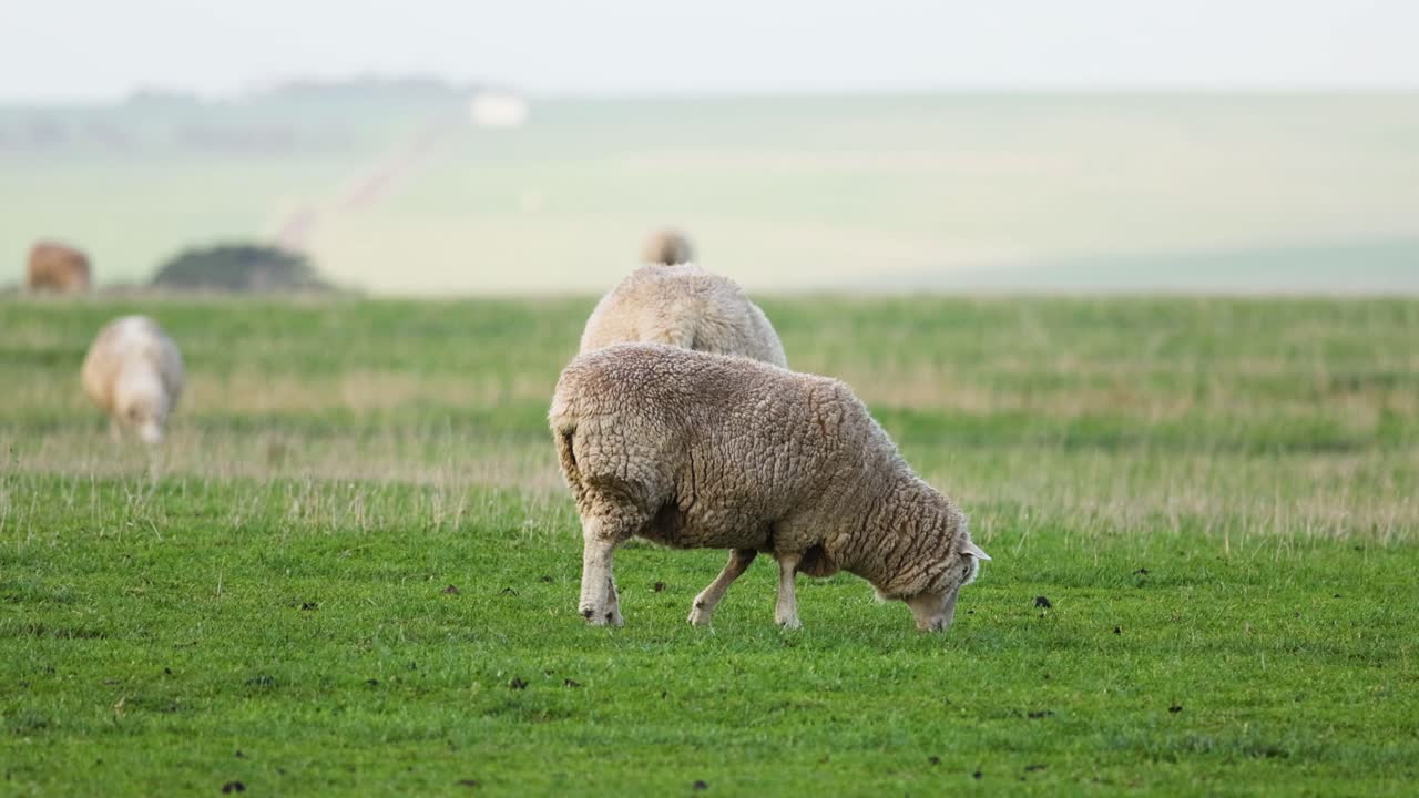 овцы пасутся на пышном зеленом поле