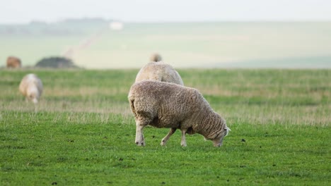 ovejas pastando en un campo verde y exuberante
