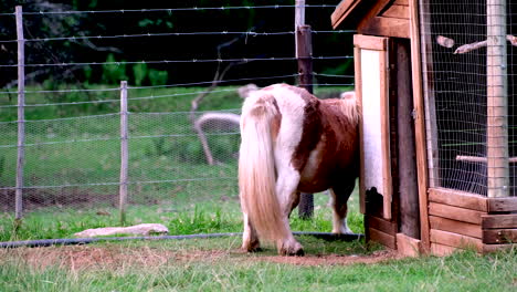 Lustiger-Tierclip-Von-Einem-Pony,-Das-Sich-An-Einem-Holzschuppen-Im-Gehege-Kratzt