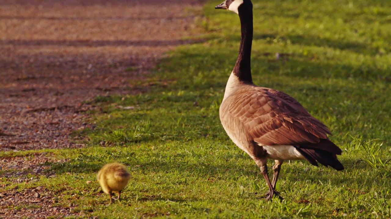 A day old goose eats next to it's watchful mother goose shot in slow motion at dawn