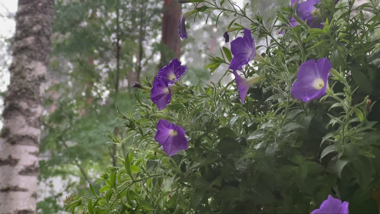 ampel de flores en la lluvia torrencial