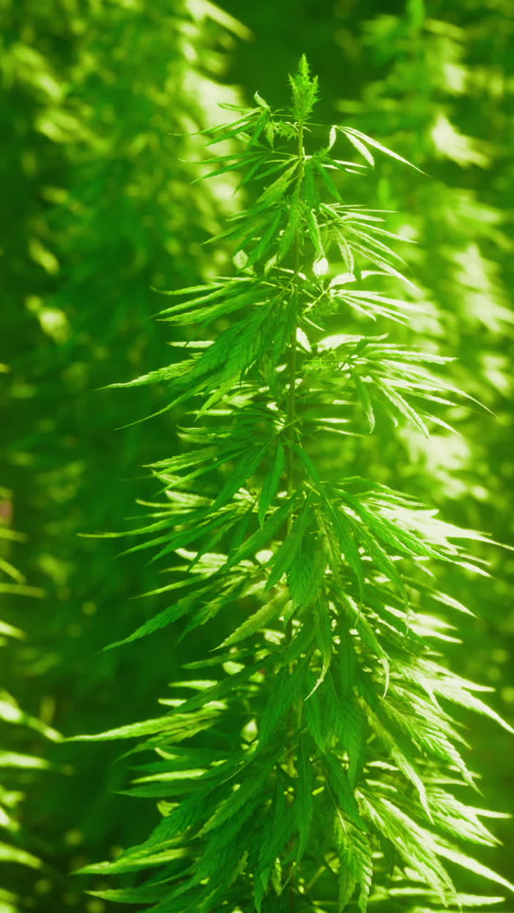 Pianta di canapa verde intenso illuminata da luce naturale e texture botaniche