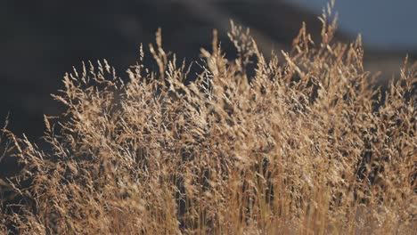 Dry-golden-ears-of-grass-sway-slowly-in-the-light-breeze