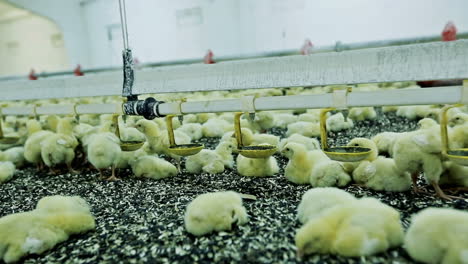 big poultry farm. lots of baby chicken on big modern poultry farm