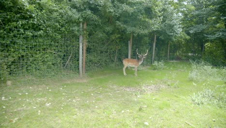 Ein-Europäischer-Damhirsch,-Der-Auf-Der-Wiese-Im-Waldhintergrund-Steht---Näherung