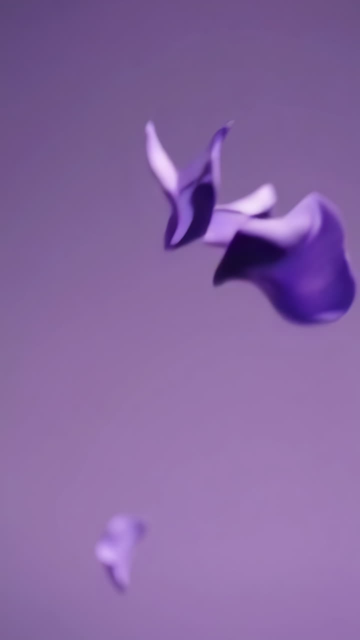 Purple Rose Petals in Motion