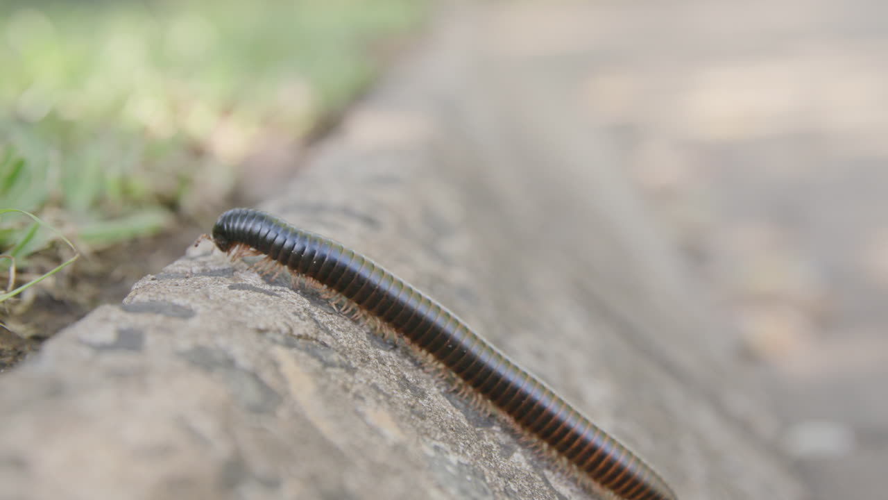 Close up footage of a millipede crawling up the curb of a road