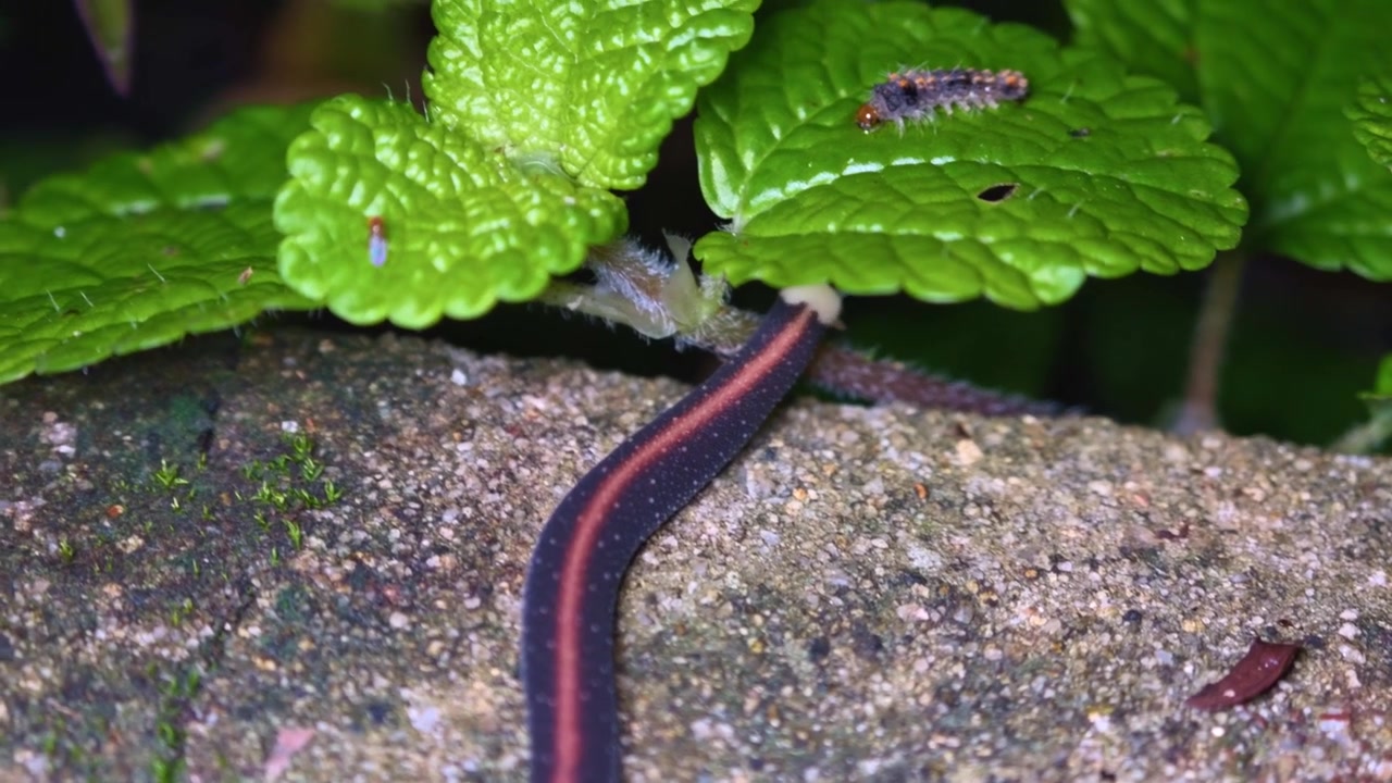 Uma foto macro em close-up de um platelminto terrestre sem pernas, apresentando uma distintiva faixa dorsal vermelha, deslizando suavemente sobre uma superfície de pedra úmida e musgosa.