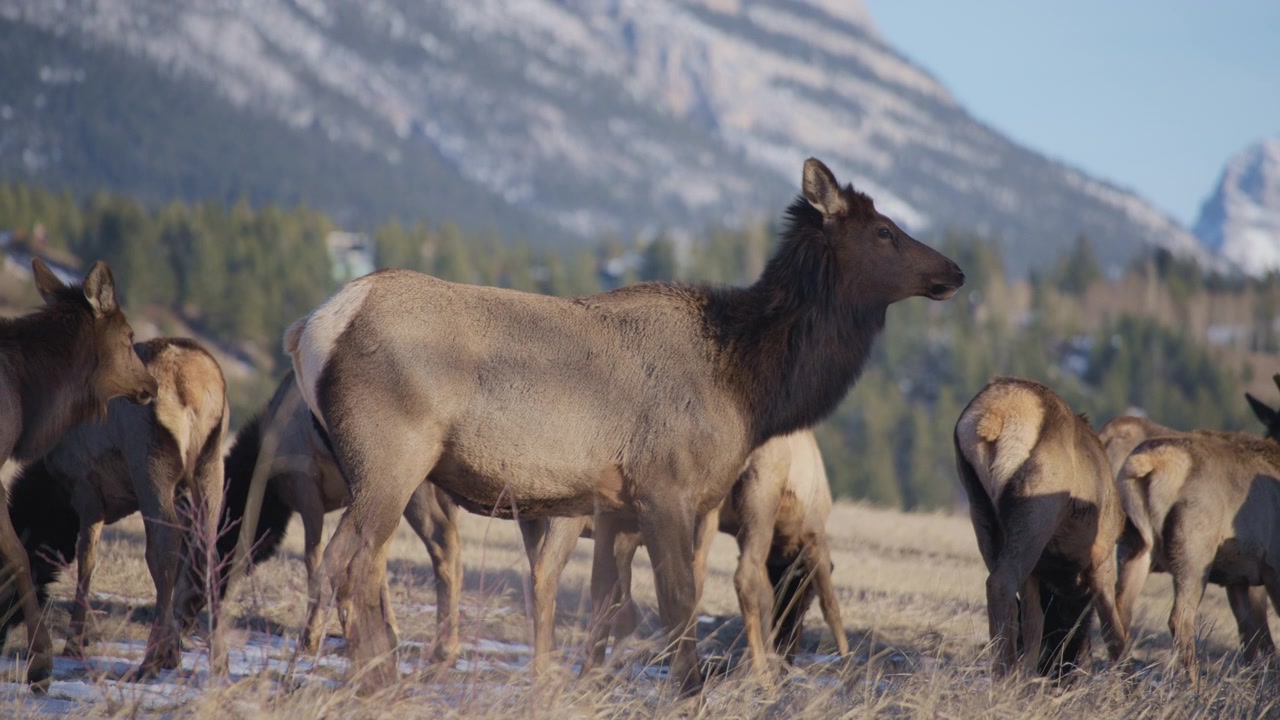 Manada de alces caminhando no campo no Parque Nacional Banff