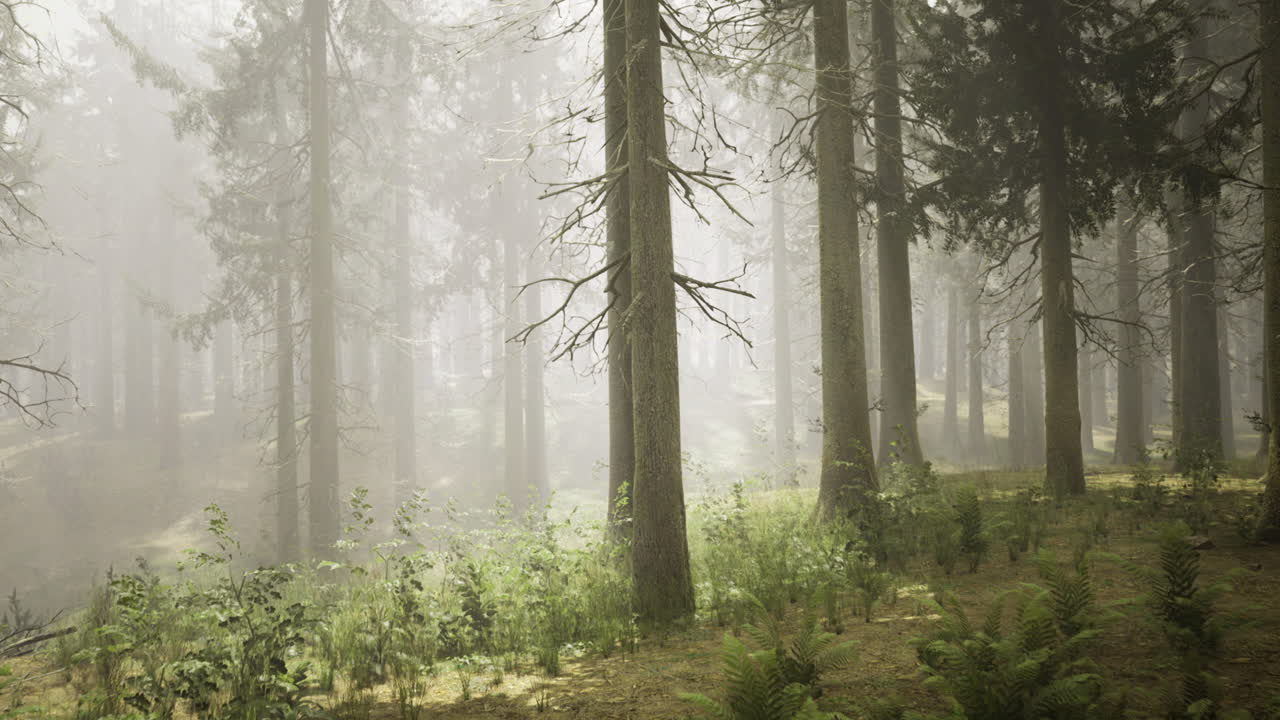 Misty forest landscape with tall trees and lush undergrowth in tranquil setting