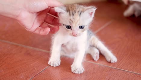 tiny kitten learns to walk with gentle guidance