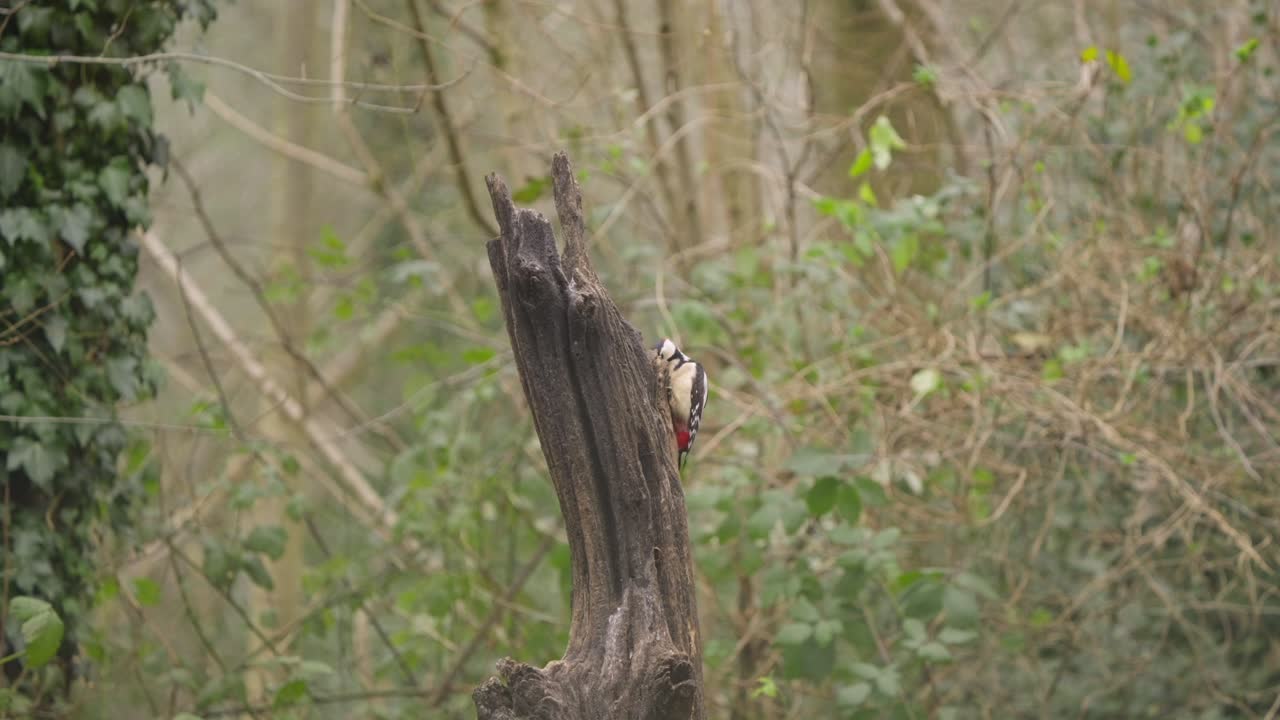 Great spotted woodpecker clings to bare branch in profile, forest background and soft lighting