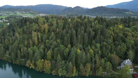 forest views looking down from lake bled