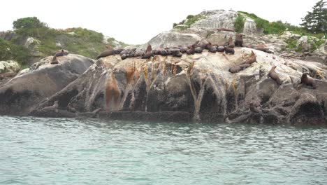 sea lions playing by the water