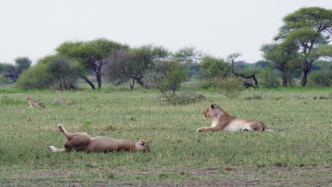 Two-adult-lionesses-bathe-in-the-warm-sun-on-the-savanna-plan,-jackals-walk-by-in-the-background