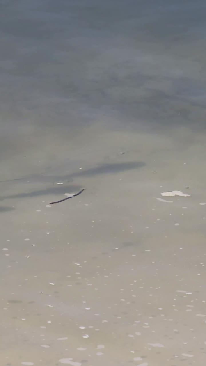 peces que se desplazan por aguas costeras poco profundas