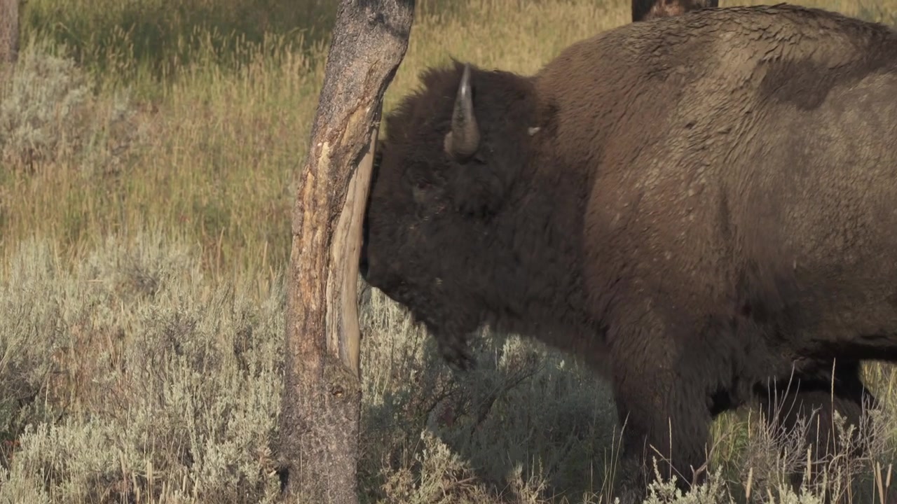 Bisonte che sfrega la testa su un albero, Parco Nazionale di Yellowstone, USA