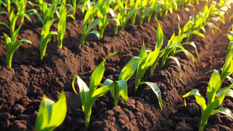 young corn plants growing in rows in a field