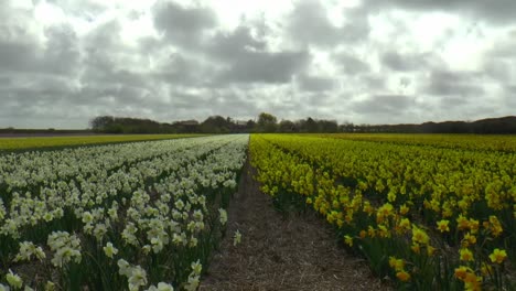 un campo de narcisos