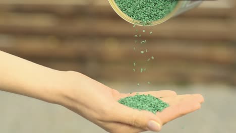 bunch of carrot seeds in the palm of a woman hands. seeds of carrot pour from a can into the hands of an agronomist