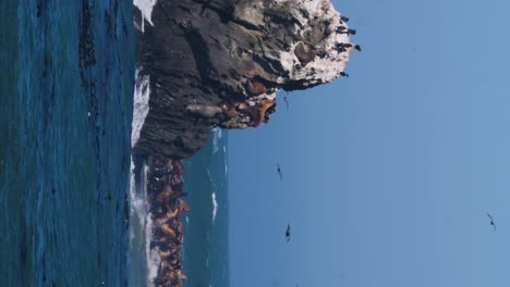 un gran grupo de leones marinos y aves abarrotan una pequeña isla frente a la costa de oregon
