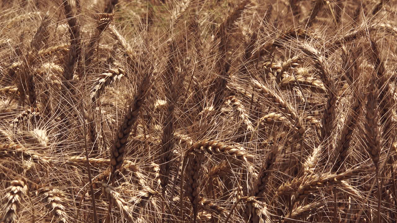 여름 에 익은 밀 작물 의  ⁇
