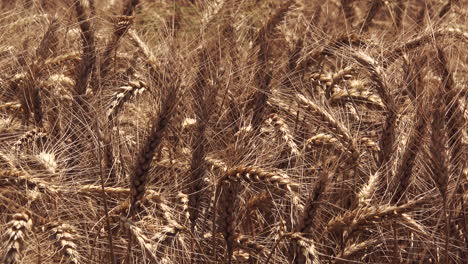 campo de cultivos maduros de trigo en verano