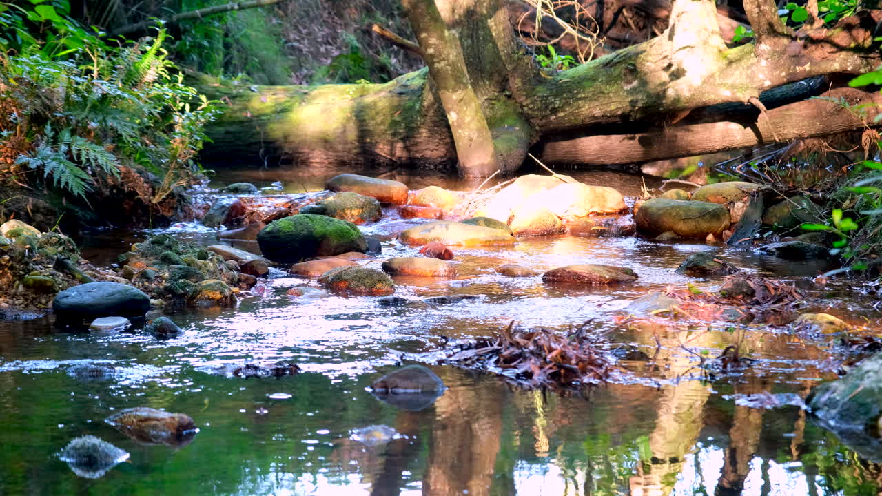 Calming scene of water flowing over rocks in forest stream, telephoto