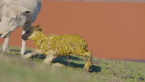 sheep licking clean a fresh newborn lamb during lambing season