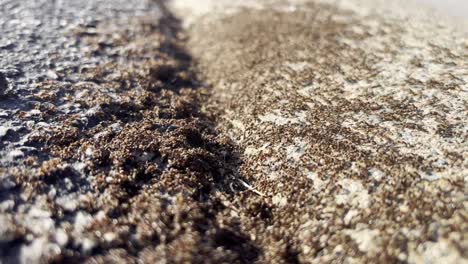 ants swarm on sidewalk in massive numbers