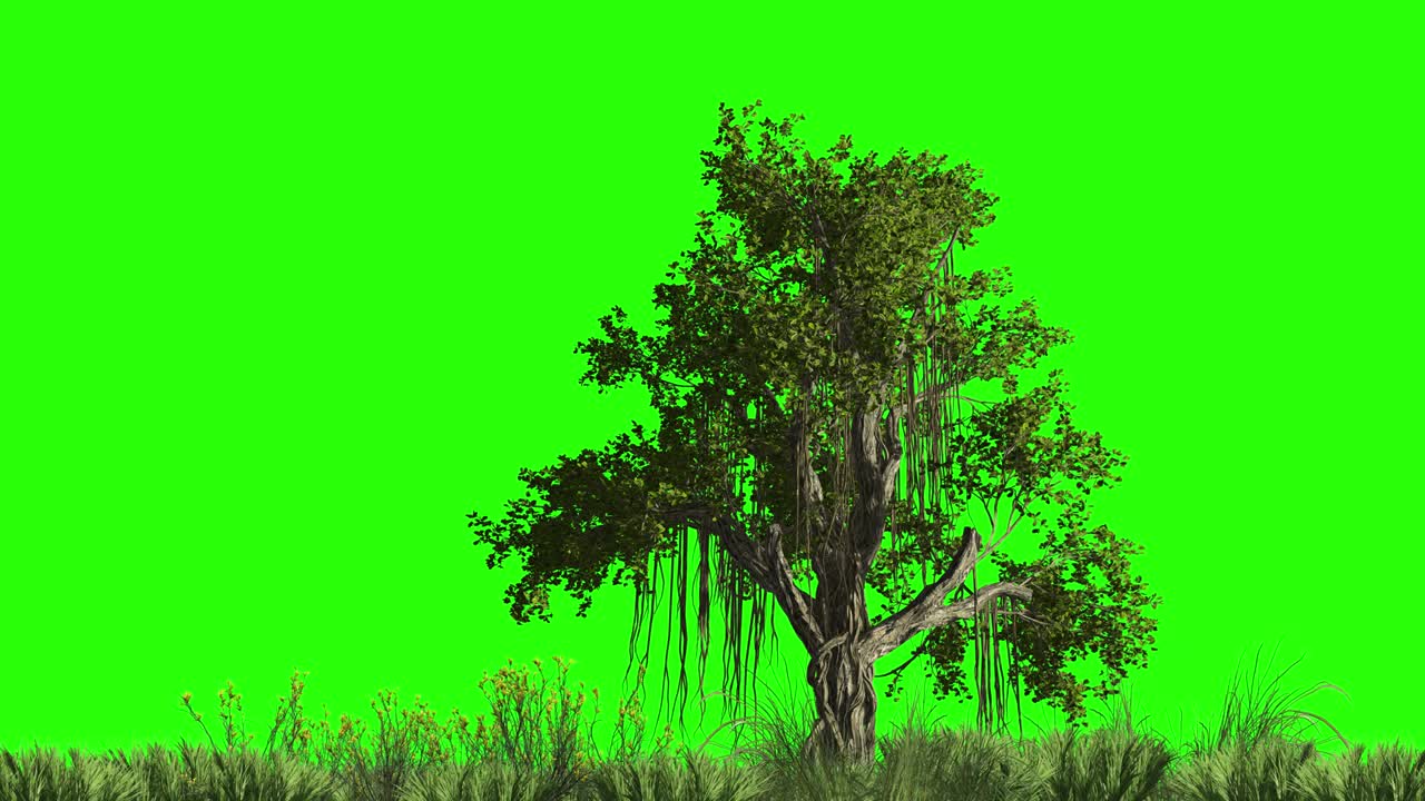 Chinese Banyan tree is like an oak tree on a green screen with grass. Keying animation