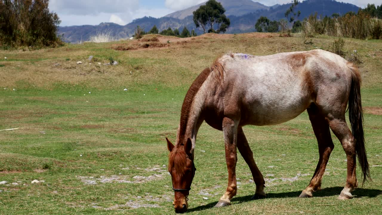 caballo pastando en el pasto de montaña. hermoso paisaje rural