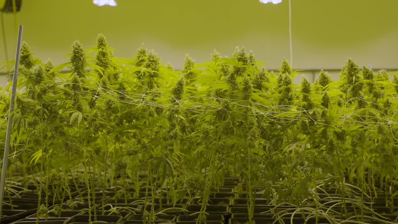 медленная куколка крупных растений каннабиса, растущих в питомнике