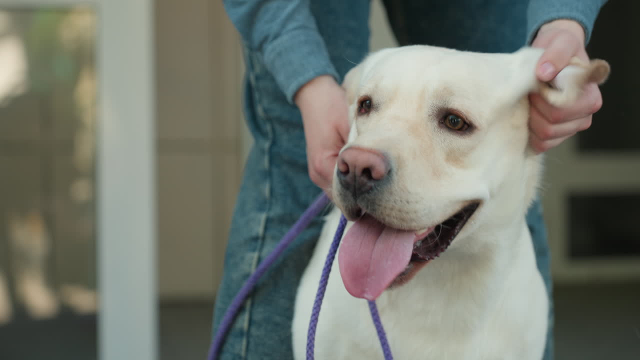 Una mujer acaricia suavemente a un labrador en el exterior, interacción lúdica entre una mujer y un labrador en el exterior, escena alegre de una mujer mostrando afecto a un labrador durante un encuentro de unión al aire libre