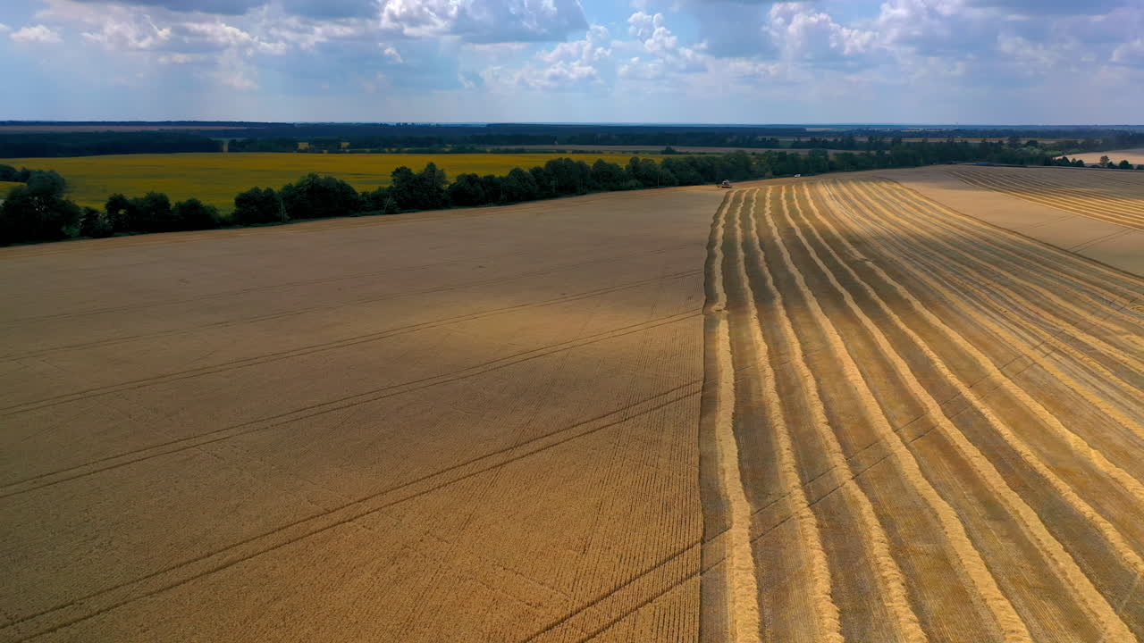 Combine harvesting field in summer. Aerial view of combine harvester working in golden wheat field