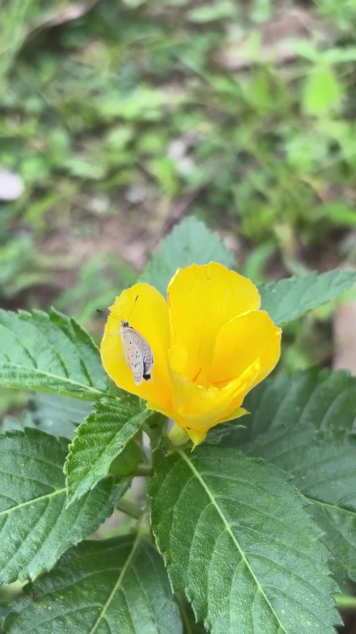 Small Butterfly Flying Away from a Vibrant Yellow Flower