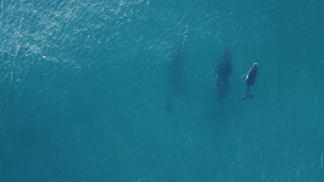 a mother and baby humpback whale break through the clear ocean water letting out a spray of water from their blowholes