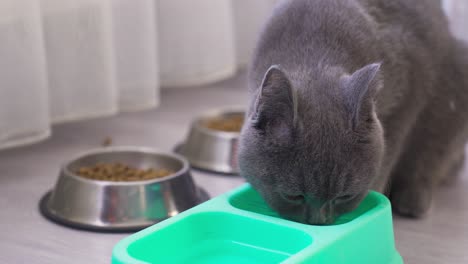 keeping a cat at home, adopting an animal.