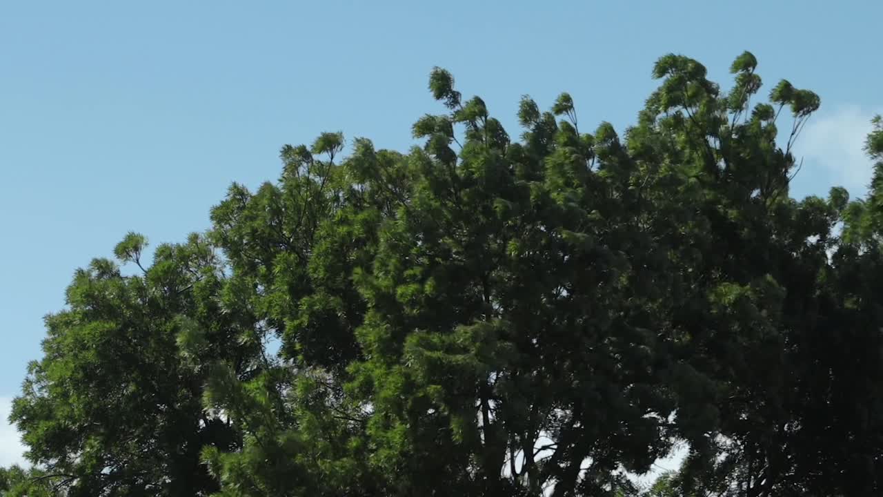 Australian Trees Swaying Moving In Strong Gusts Wind, Daytime Sunny Clear Blue Sky, Maffra, Gippsland, Victoria, Australia