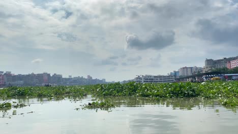 Wasserhyazinthe,-Invasive-Wasserpflanze-Und-Lebensgrundlage,-Die-In-Bangladesch-Wächst