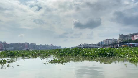 water hyacinth invasive aquatic plant and livelihood growing in bangladesh