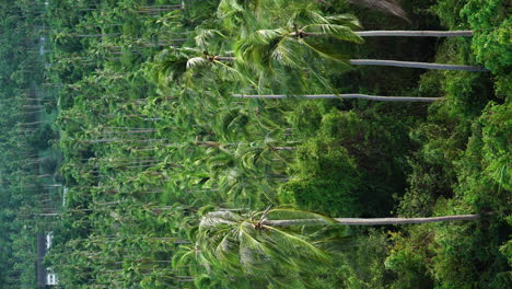 palm tree covered jungle forest of koh samui