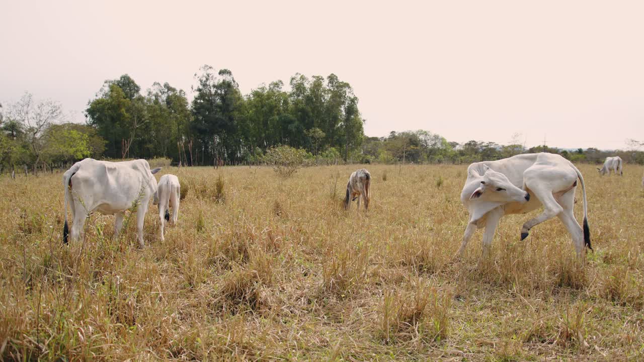 Cow licking itself, heifer eating, and calf grazing in an open field